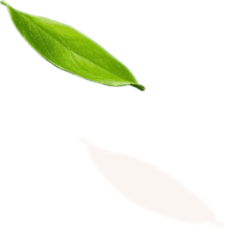 leaf 1 1