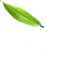 leaf 1 6
